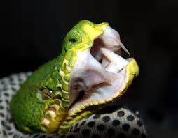 Image result for Green Tree Python Jaw