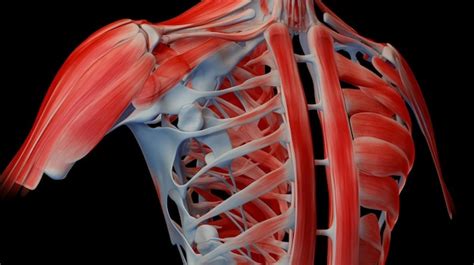 Solid Red Color On Lower Left Back に対する画像結果