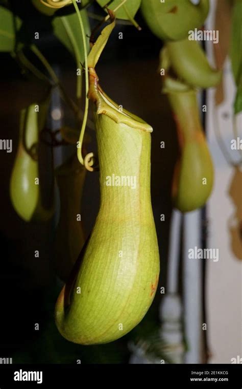 Image result for Pitfall Trap Flower Pot