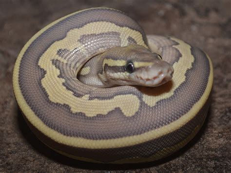 Afbeeldingsresultaten voor Leopard Lesser Ball Python