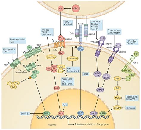 Afbeeldingsresultaten voor Cell Signaling Cascade