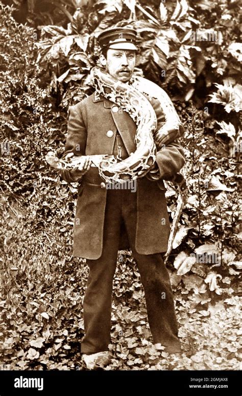 Image result for London Zoo Python