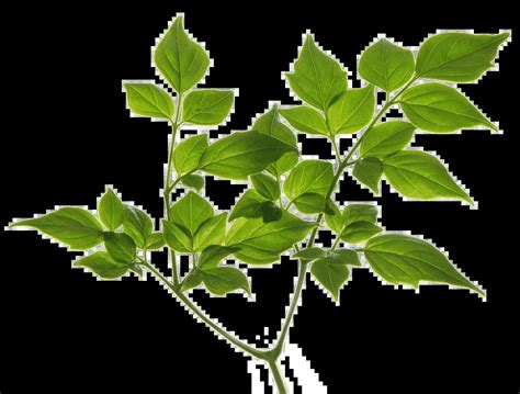 Résultat d’images pour TELUS Router Types