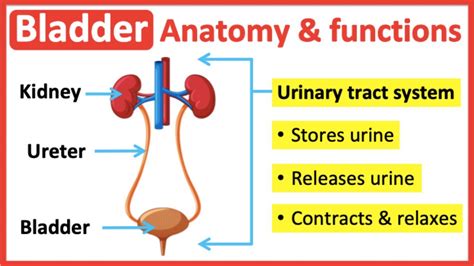 Anatomy and Function of the Bladder に対する画像結果