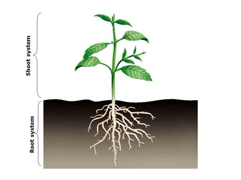 Toradh íomhá ar Top Root System