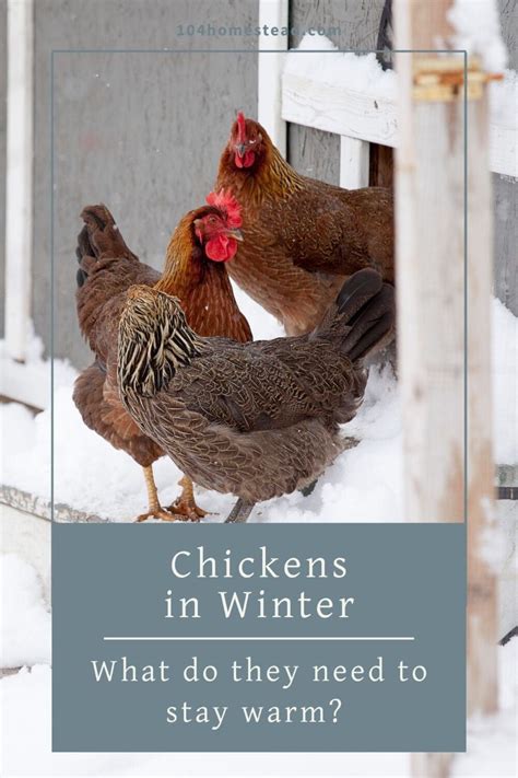 Toradh íomhá ar How Do Chickens Stay Warm in the Winter