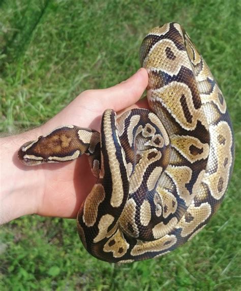 Image result for Ball Python Croc