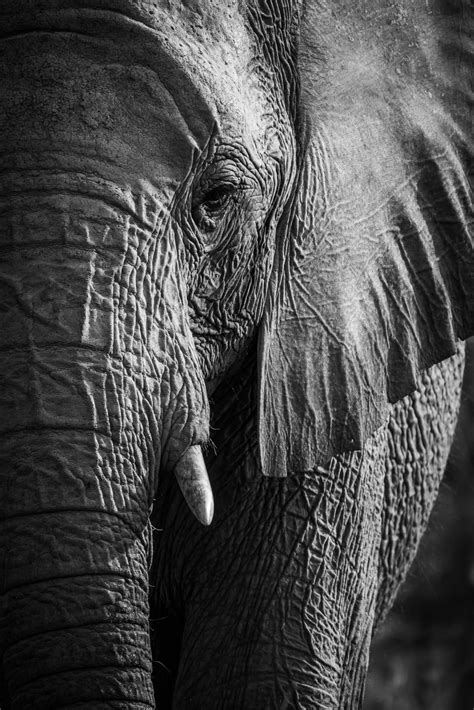 Image result for Elephant Face