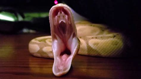 Image result for Python Yawning