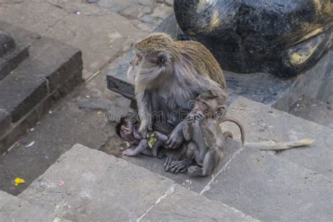 Toradh íomhá ar Jungle Village Monkeys