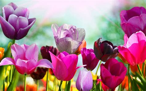 Image result for Wallpaper Spring Tulips