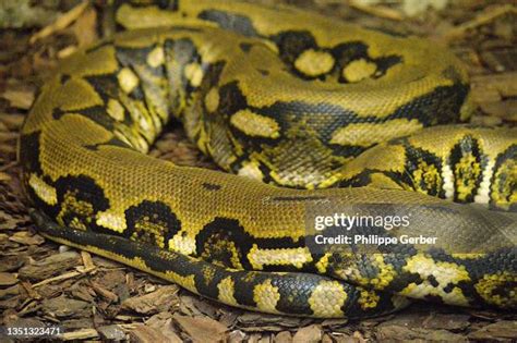 Image result for Tiger Riticulated Python