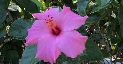 Toradh íomhá ar How to Care for Hibiscus