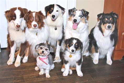 Image result for Types of Aussie Dogs