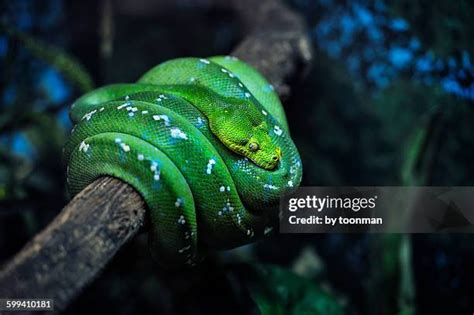 Afbeeldingsresultaten voor Emerald Python