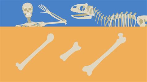 Image result for Python Skeletal System