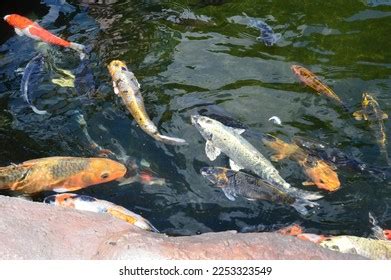 Image result for Koi Fish Color Patterns
