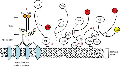 Complement System Janeway に対する画像結果