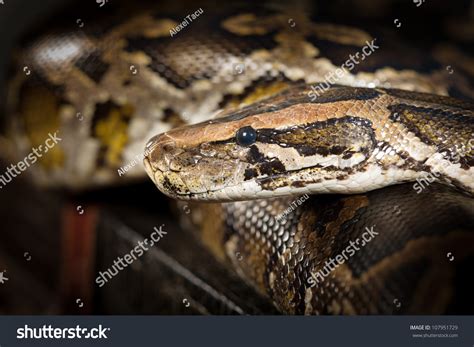 Image result for Python Snake Head Shape