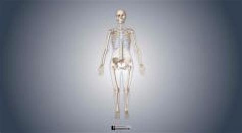 Image result for Python Skeletal System