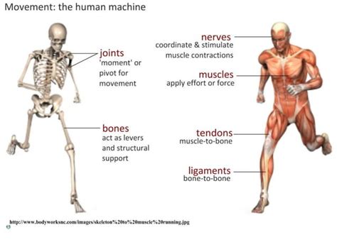 Muscles and Movement に対する画像結果