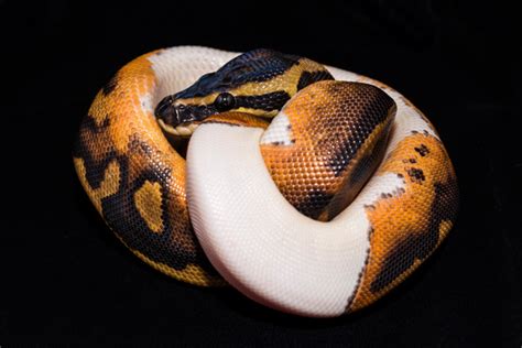 Image result for Ball Python Taxonomy