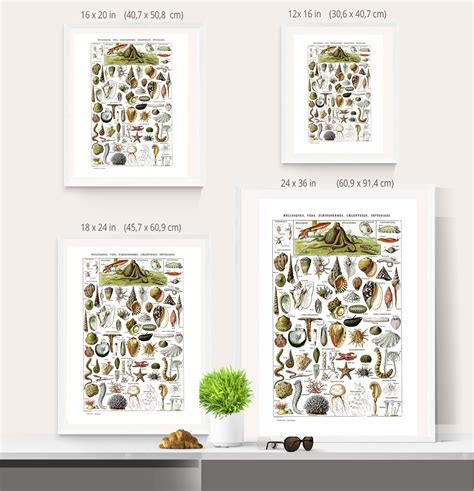 Toradh íomhá ar Large Sea Shells