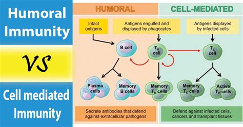 Image result for Humoral Cellular Immunity