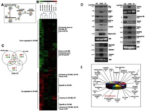 Image result for Two Colour RNA Microarray