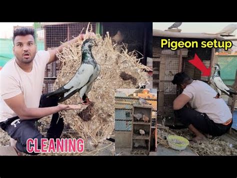 Afbeeldingsresultaten voor Cleaning the Pigeon Loft