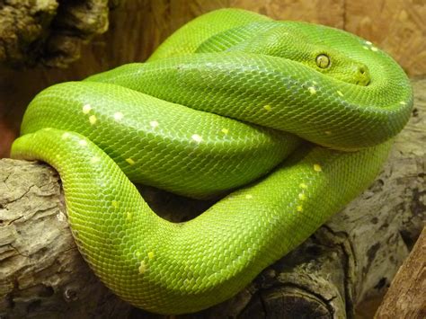 Image result for Python Snake Wallpaper