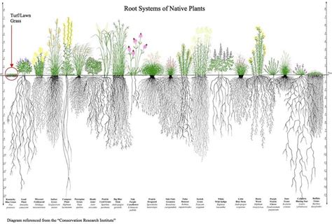 Toradh íomhá ar Spruce Tree Root System