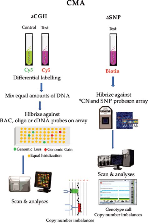 Afbeeldingsresultaten voor Karyotype vs Microarray