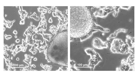 Image result for Testing Cell SW