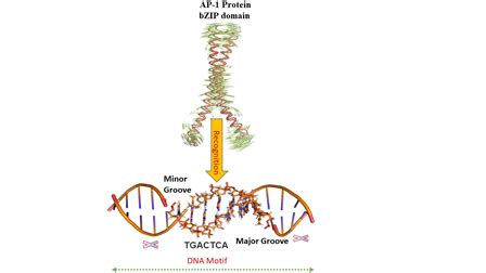 Afbeeldingsresultaten voor DNA AP