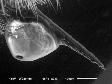 Toradh íomhá ar Bee Stinger Under Microscope