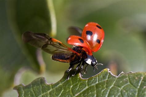 Image result for Ladybug Fun Facts for Kids