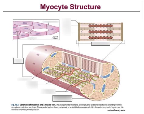 Mitochondria in Myocyt に対する画像結果