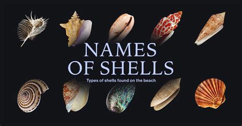 Image result for Type of Sea Shell