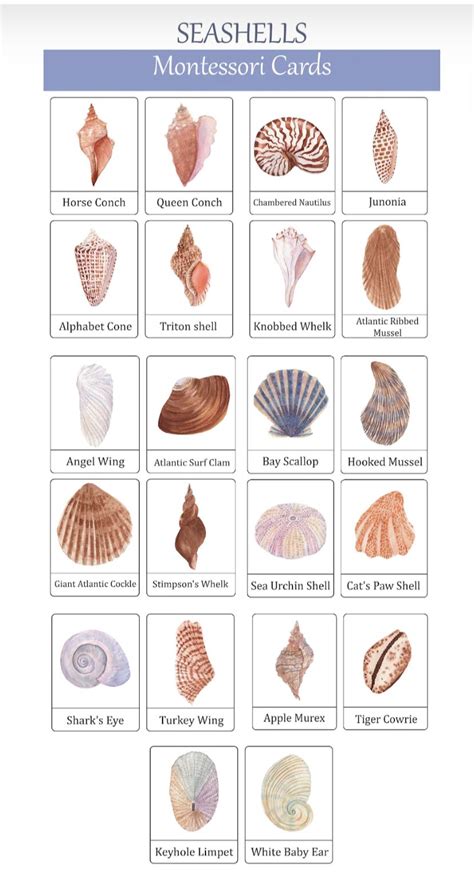 Image result for Type of Sea Shell
