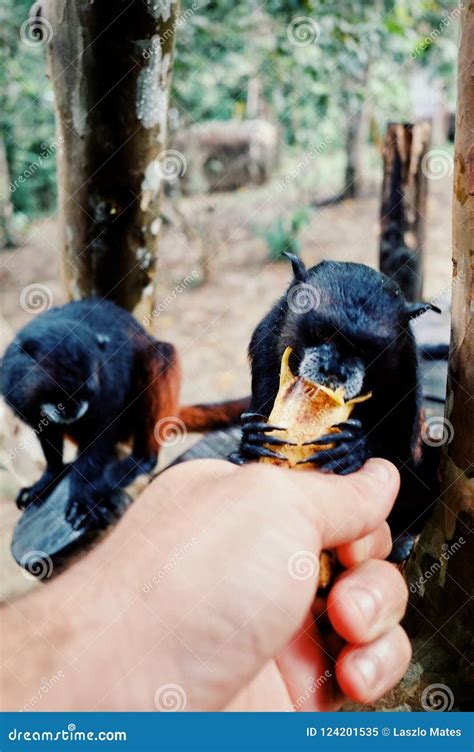 Toradh íomhá ar Jungle Village Monkeys