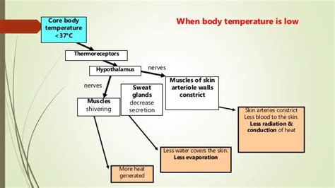 Human Temperature Regulation に対する画像結果