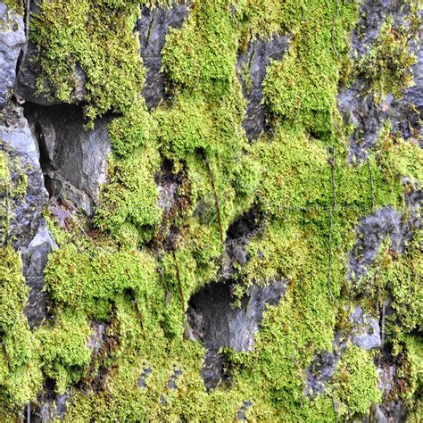 Image result for Moss Texture