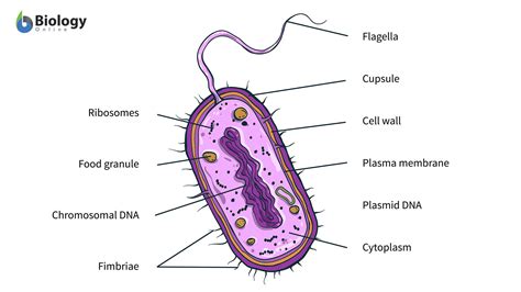 Autotrophic Bacterium に対する画像結果