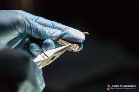 Image result for Wisconsin Bat Program