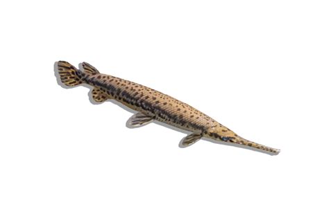 Image result for Gar Fish Taste