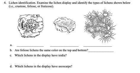 Foliose Lichen Diagram に対する画像結果