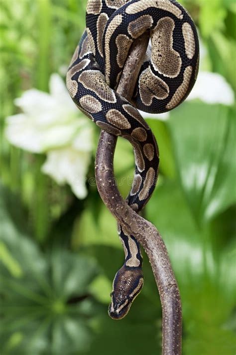 Toradh íomhá ar Wallpaper Python Snake On a Branch