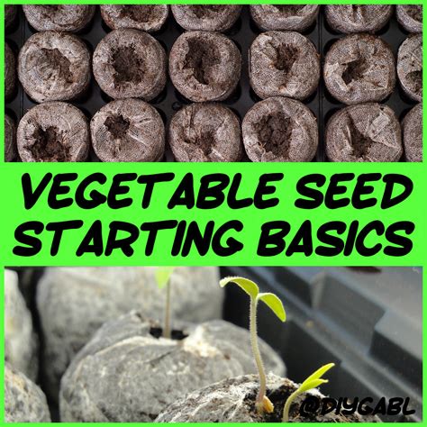 Image result for Seed Starting Basics