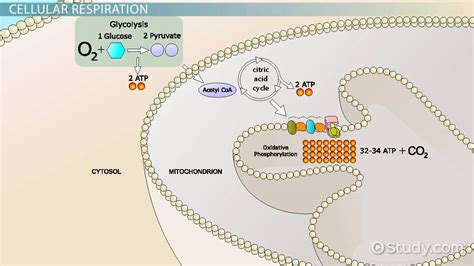 Image result for Cellular Respiration Diagram Reactants and Products